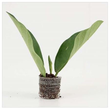 Ficus Roy | 4,5cm - 1pp - band 40