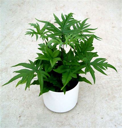 Doryopteris pedata tray 60