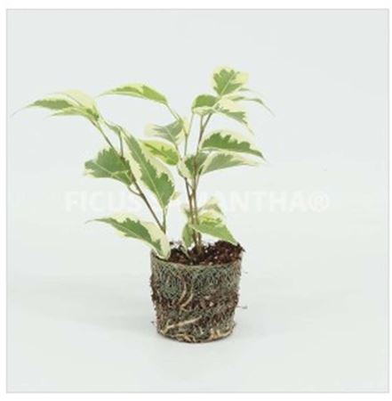Ficus Samantha | 6,5cm - 3pp - band 28 incl licencia