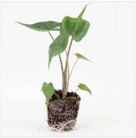 Alocasia Stingray |  5,5cm  - H,20cm