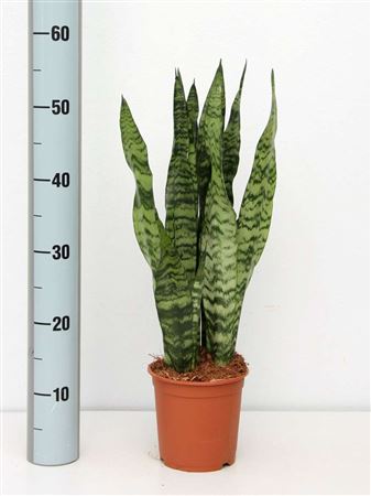 Sansevieria trif. Silver 'Zeylanica' 12cm | 35-40c