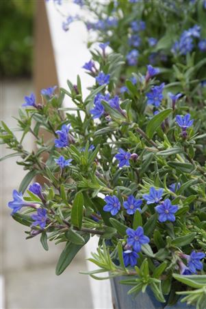 Lithodora Diff. Heavenly Blue blue|| Bandeja 125