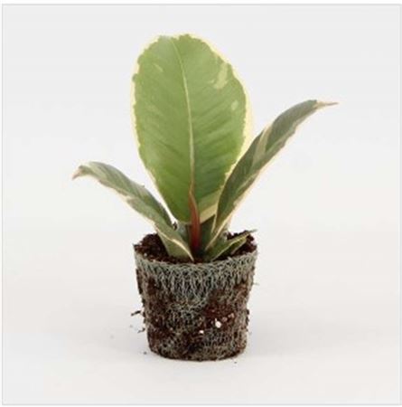 Ficus Tineke | 4,5cm - 1pp - band 40