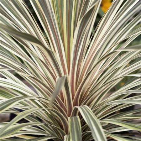 Cordyline Torbay Dazzler |  3,1cm  - H,20cm