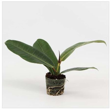 Ficus Tresor | 4,5cm - 1pp - band 40
