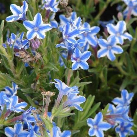 Lithodora Diff. Star (P) blue/white|licencia incl.