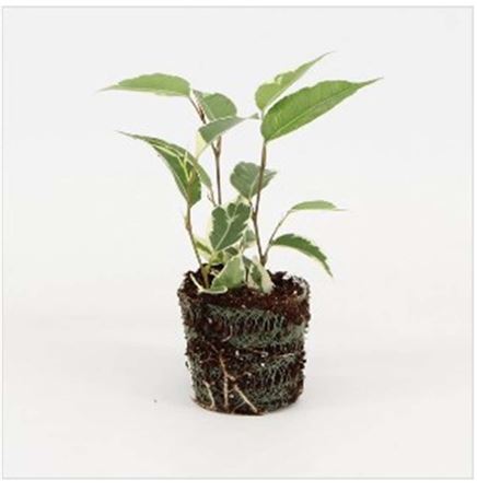 Ficus Twilight | 6,5cm - 3pp - band 28