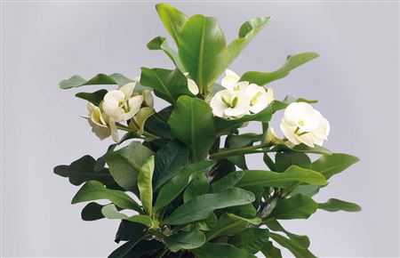 Euphorbia Milii Athena (P) Large white lic. incl