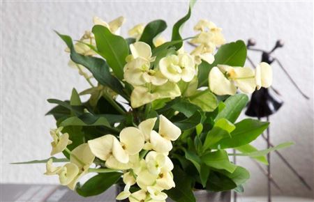 Euphorbia Milii Cardinal (P) red large lic. incl