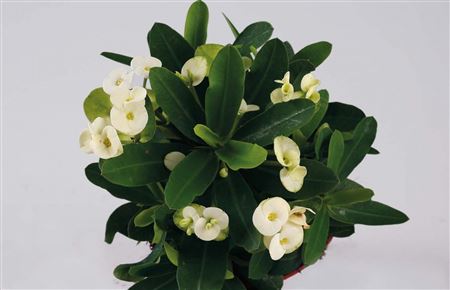 Euphorbia Milii Hermes (P) white lic. incl