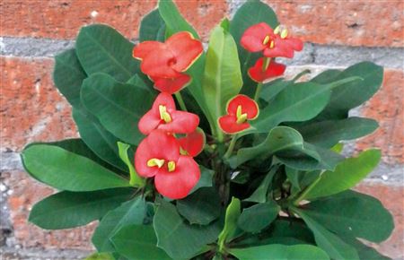 Euphorbia Milii Hestia (P) red mid size lic. incl