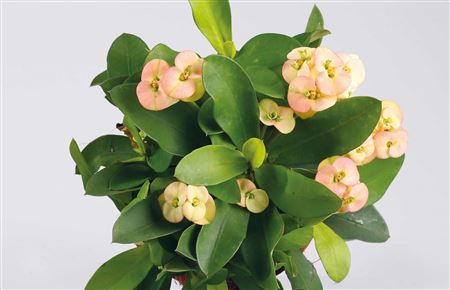 Euphorbia Milii Neptunes (P) yellow/ rosa  lic. in