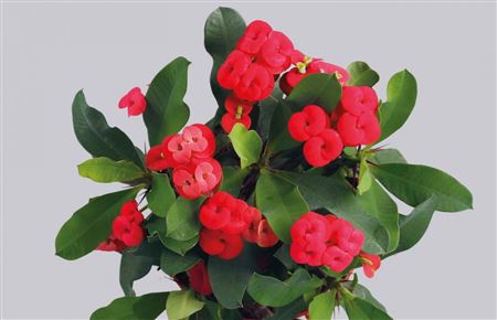 Euphorbia Milii Vulcanus (P) red lic. incl