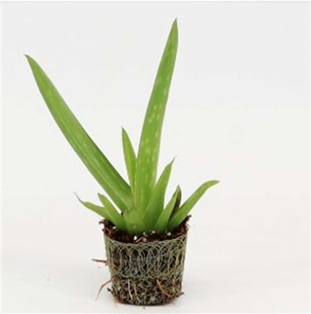Aloe  Vera  |  3,1cm  - H,15cm