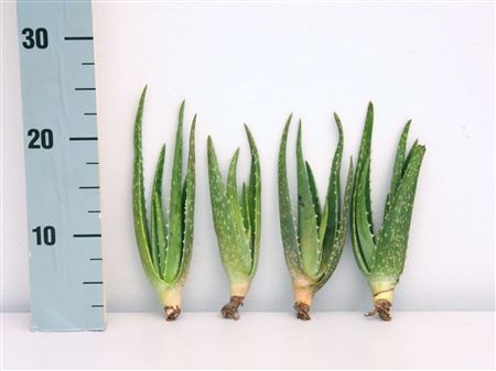 Aloe Vera URC 3-5"