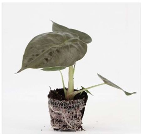 Alocasia Wentil |  5,5cm  - H,20cm