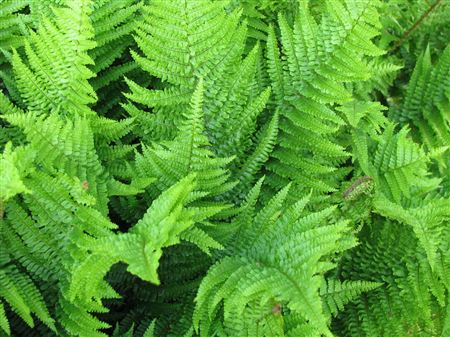 Dryopteris affinis 'Crispa' tray 104