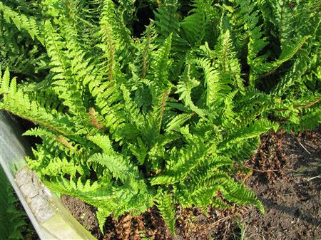 Dryopteris affinis 'Pinderi' tray 104