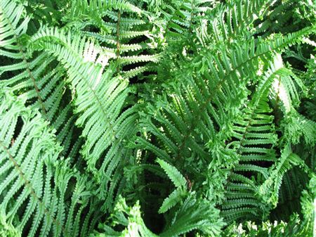 Dryopteris affinis The King tray 104
