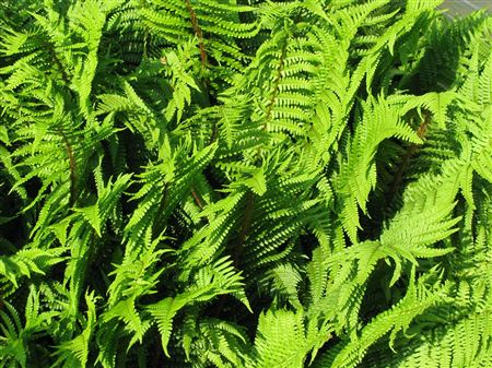Dryopteris affinis tray 104