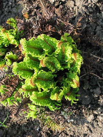 Dryopteris affinis 'Crispa Congesta' tray 150