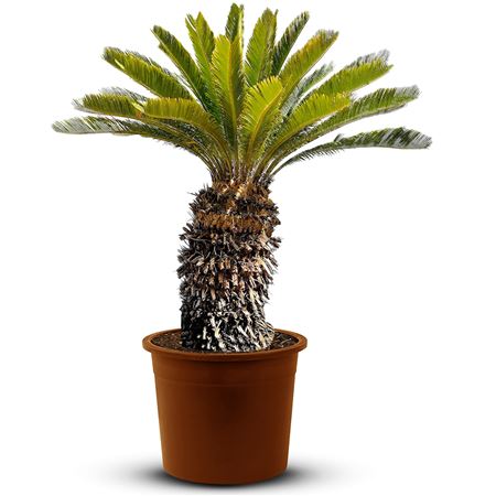 Cycas revoluta stem 40-50cm bare root