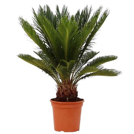 Cycas revoluta stem 50-60cm bare root