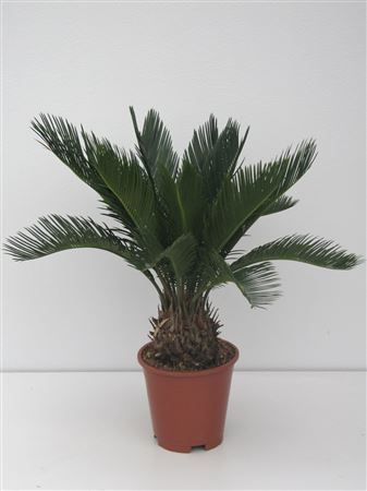 Cycas revoluta maceta 12cm