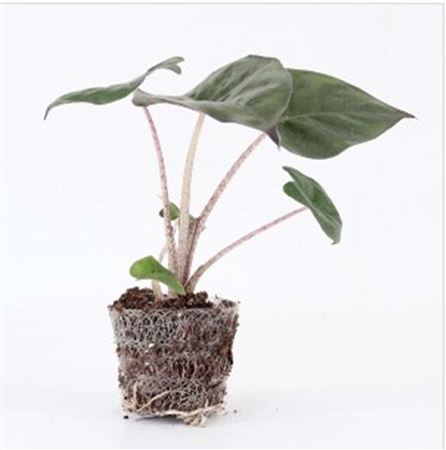 Alocasia Yucatan Princess |  5,5cm  - H,20cm