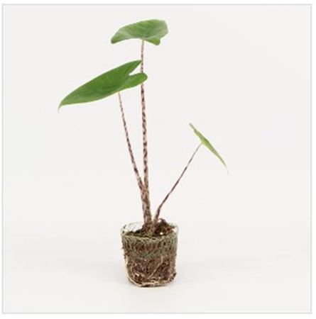 Alocasia Zebrina |  5,5cm  - H,20cm