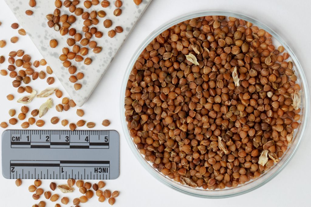 NOLINA recurvata Clean seeds | SDS  -  1000 Pcs