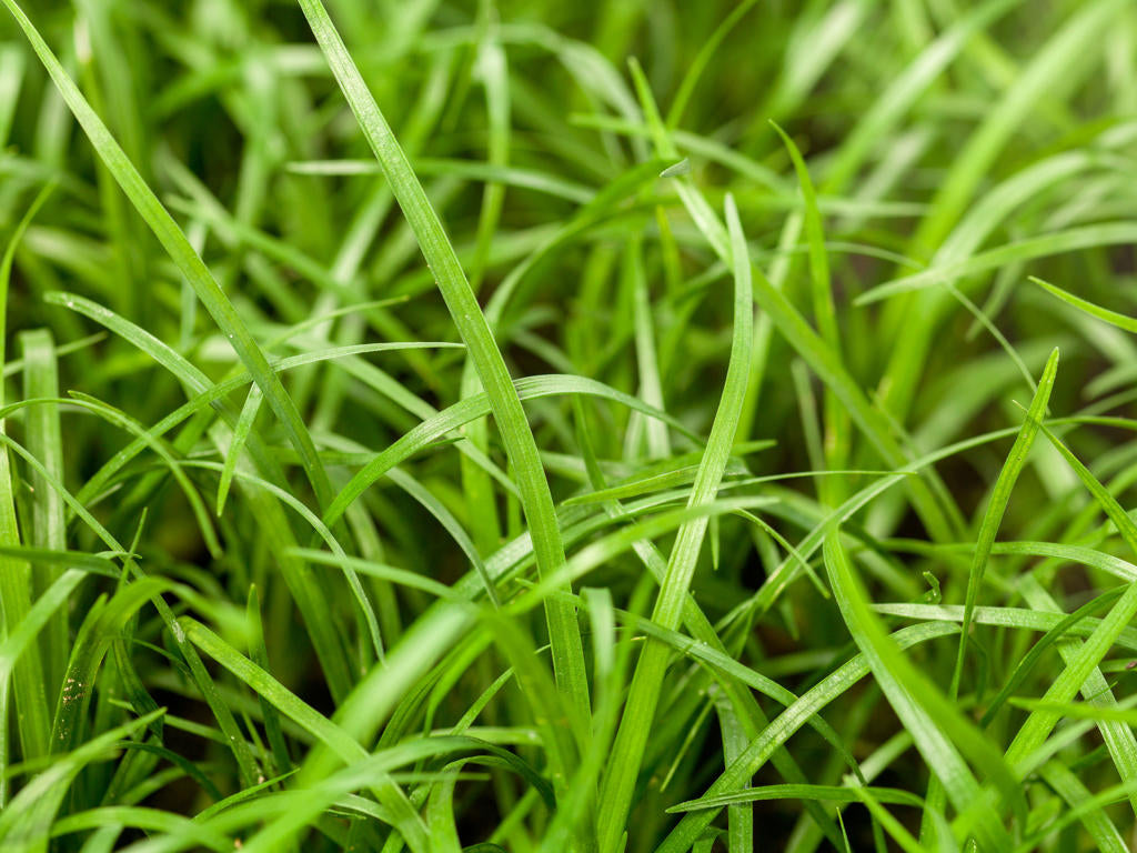 Nolina recurvata | Tr.60 - 3PP semillas