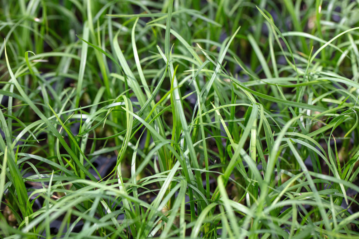 Nolina recurvata | Sowingbox 300+ semillas