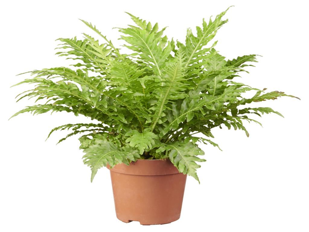 Blechnum Silver Lady tray 150