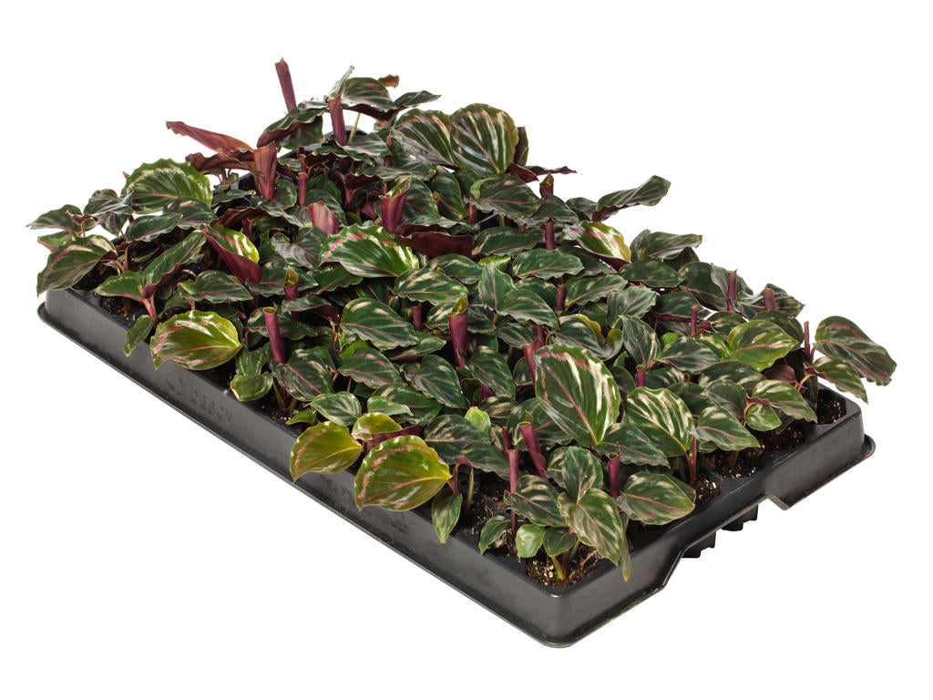 Calathea Medaillon | 5 cm plug 60/tray