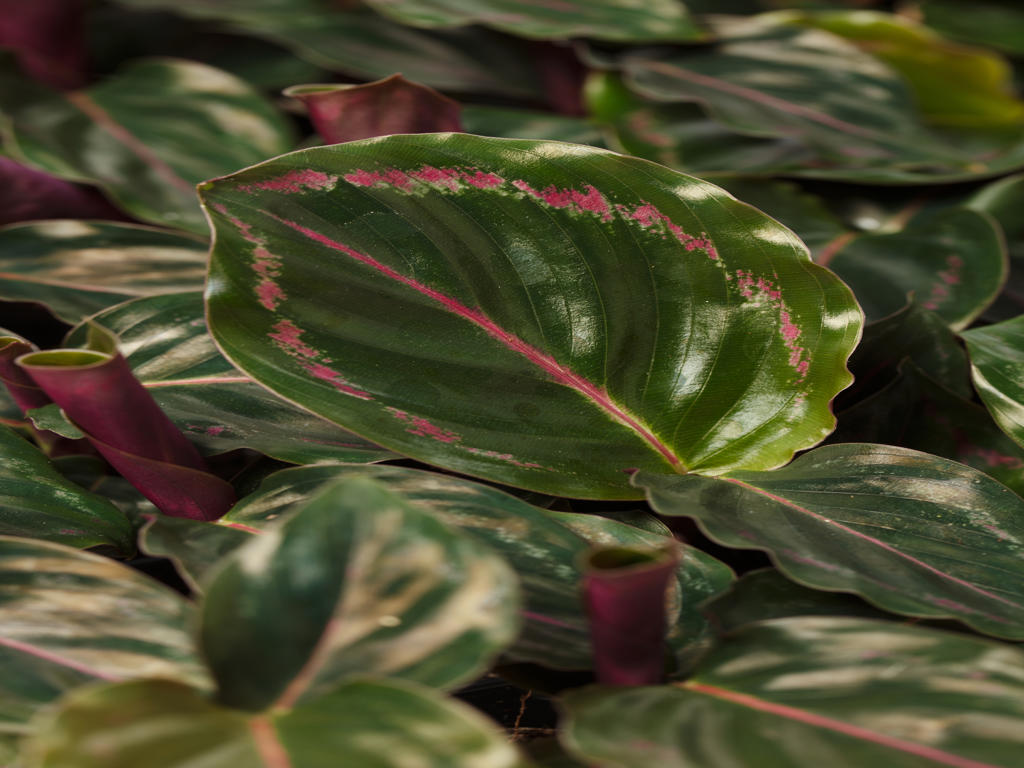 Calathea Medaillon | 5 cm plug 60/tray