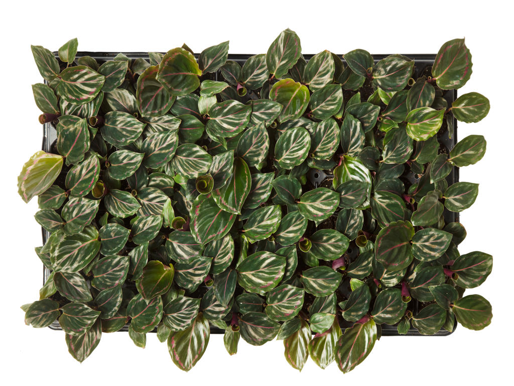 Calathea Medaillon | 5 cm plug 60/tray