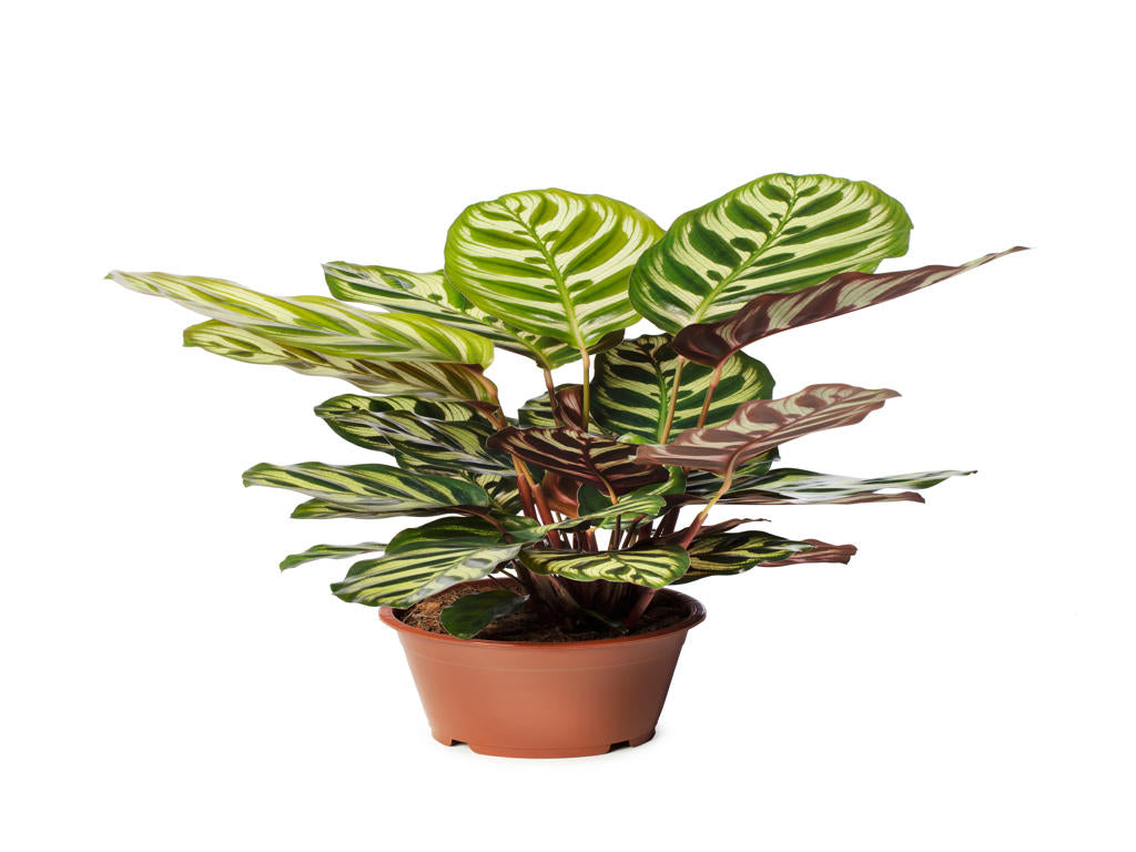 Calathea Makoyana | 5 cm plug 60/tray