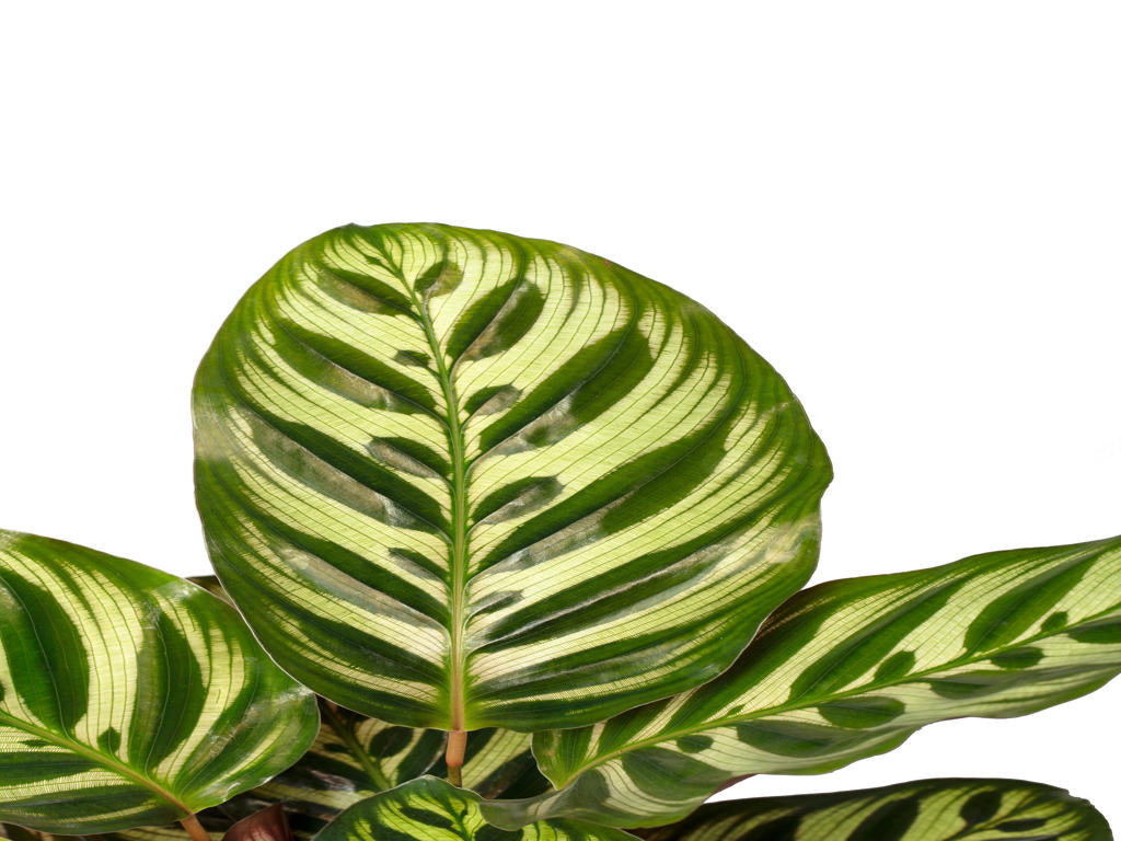 Calathea Makoyana | 5 cm plug 60/tray