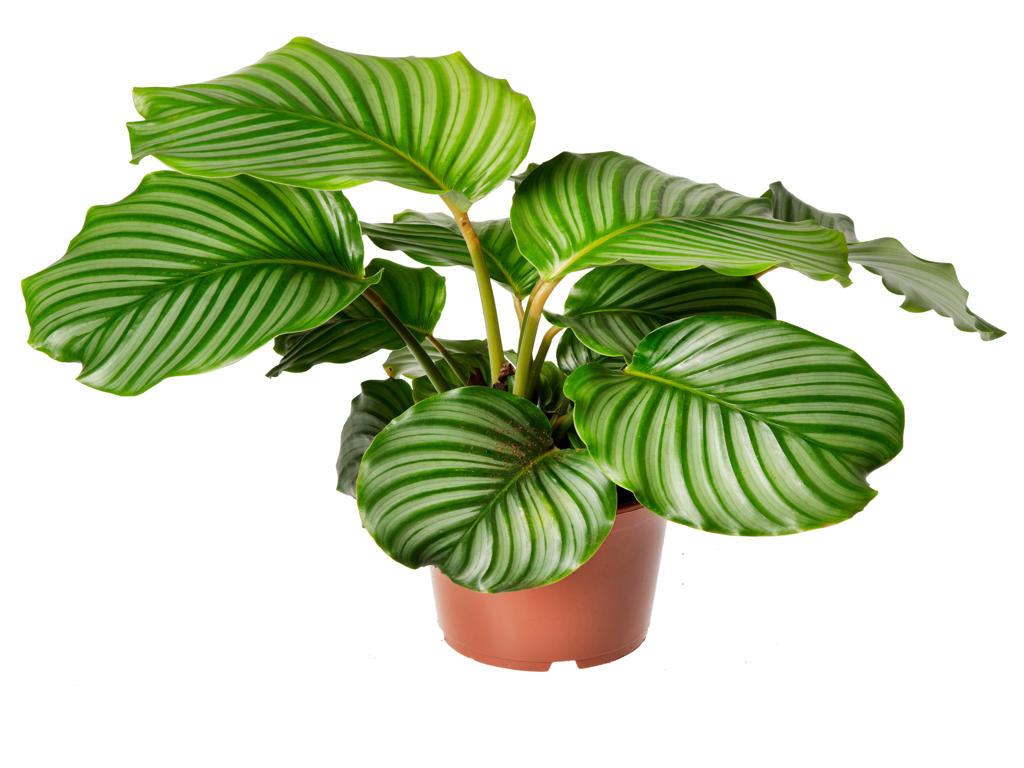 Calathea Orbifolia | 5 cm plug 66/tray