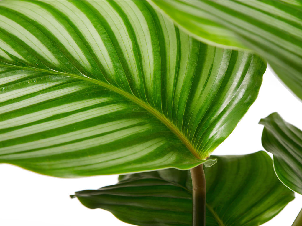 Calathea Orbifolia | 5 cm plug 66/tray