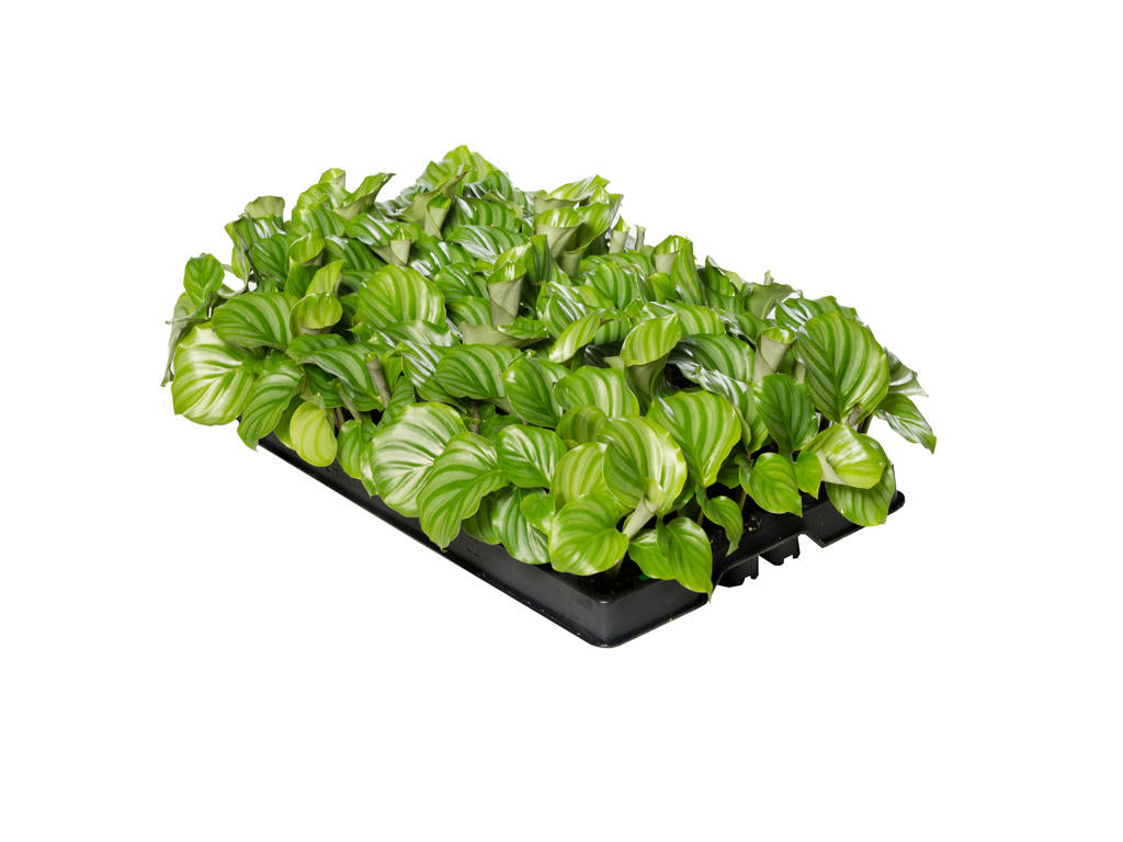 Calathea Orbifolia | 5 cm plug 66/tray