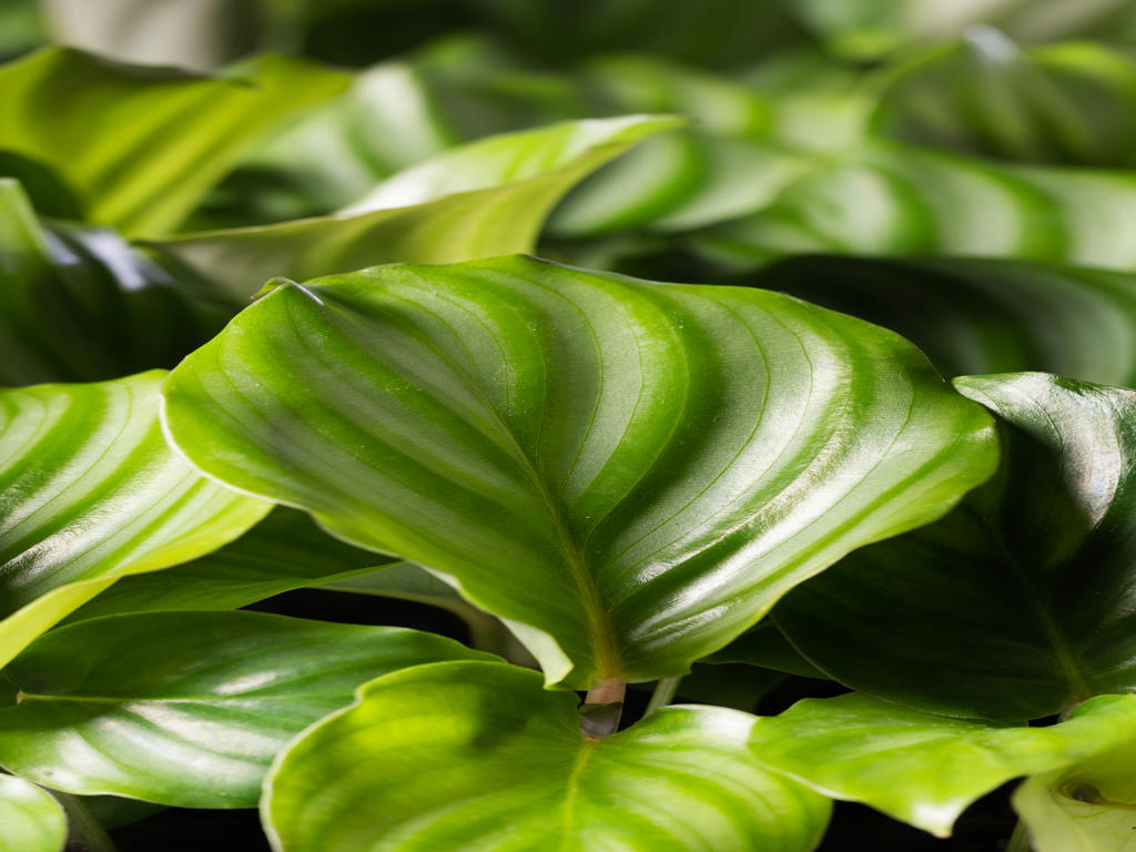 Calathea Orbifolia | 5 cm plug 66/tray