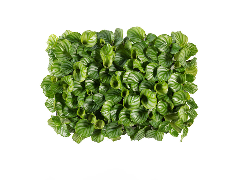 Calathea Orbifolia | 5 cm plug 66/tray