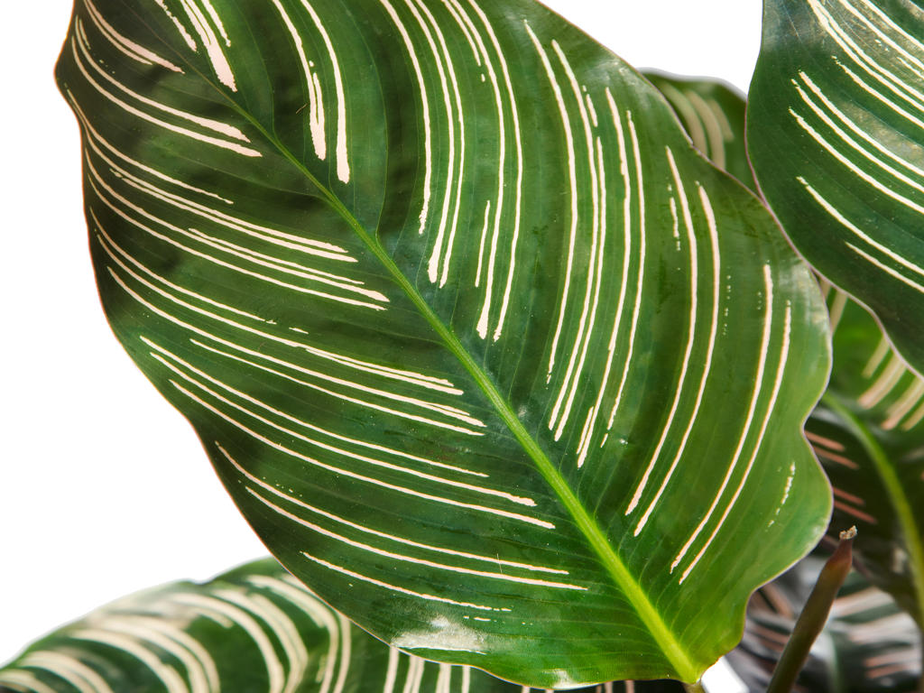 Calathea ornata Sanderiana | 5 cm plug 60/tray