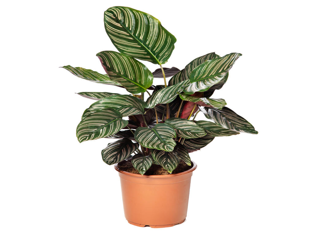 Calathea ornata Sanderiana | 5 cm plug 60/tray