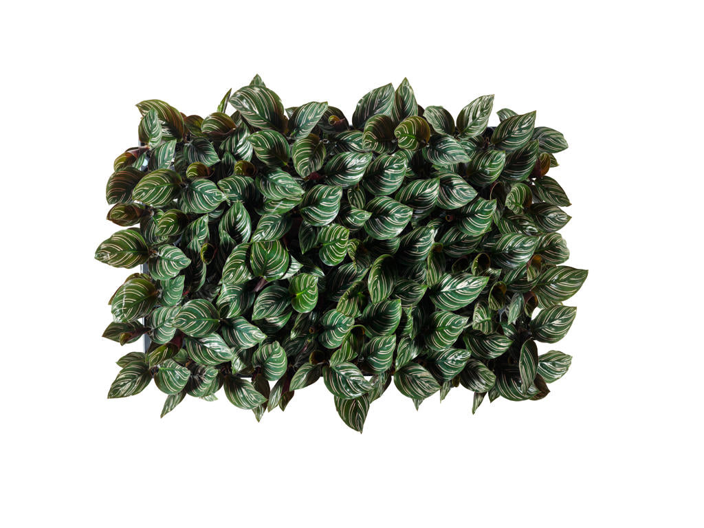 Calathea ornata Sanderiana | 5 cm plug 60/tray