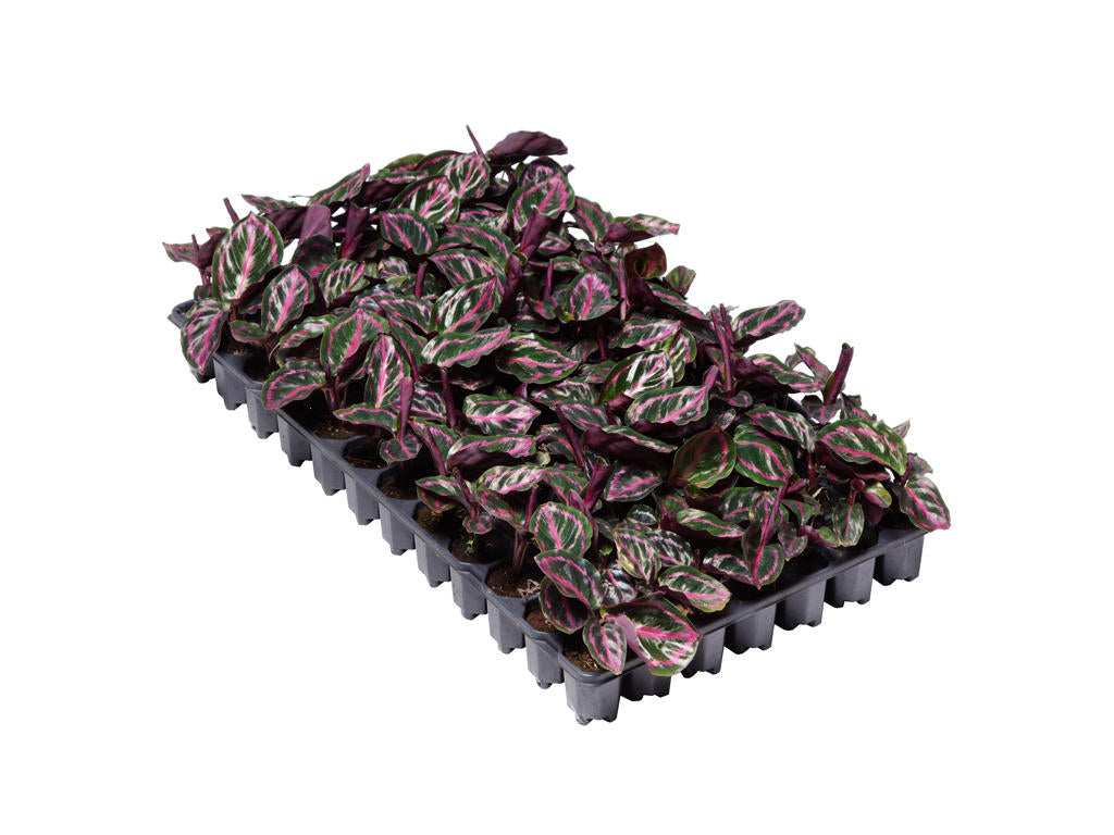 Calathea roseopicta Illustrus | 5 cm plug 60/tray