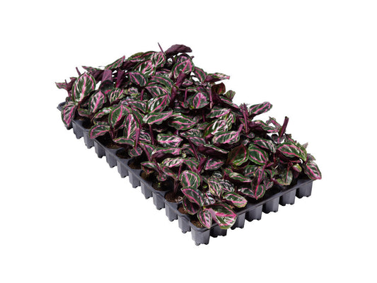 Calathea roseopicta Illustrus | 5 cm plug 60/tray