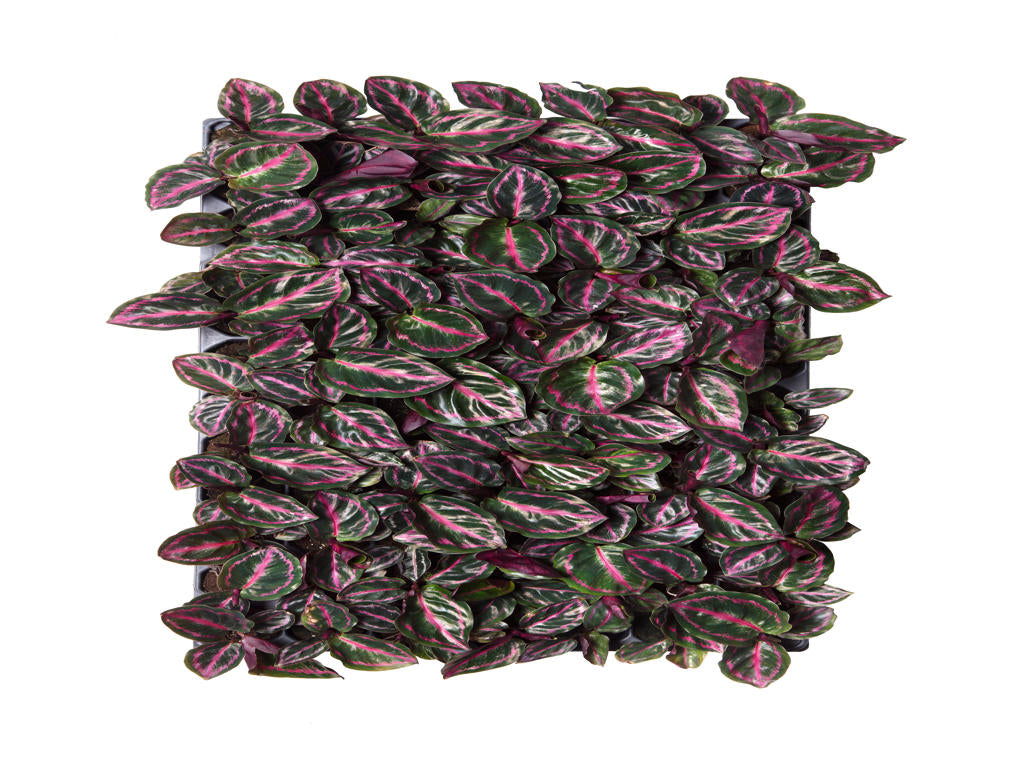 Calathea roseopicta Illustrus | 5 cm plug 60/tray